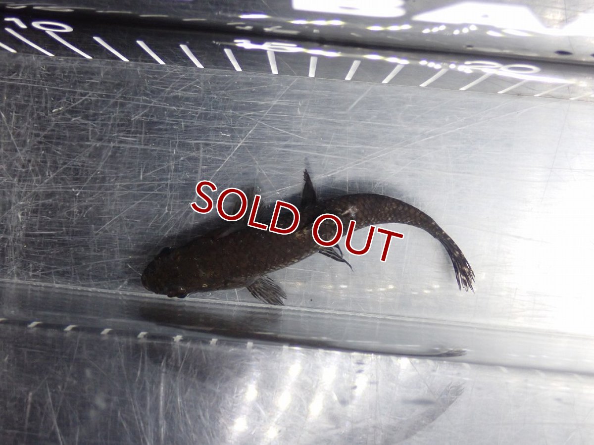 画像7: 【淡水魚】【通販】大特価 No2 ブラックタライロン ワイルド【個体販売】(±10cm)(大型魚)(生体)(熱帯魚)NKO (7)