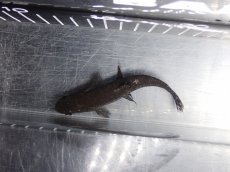 画像7: 【淡水魚】【通販】大特価 No2 ブラックタライロン ワイルド【個体販売】(±10cm)(大型魚)(生体)(熱帯魚)NKO (7)
