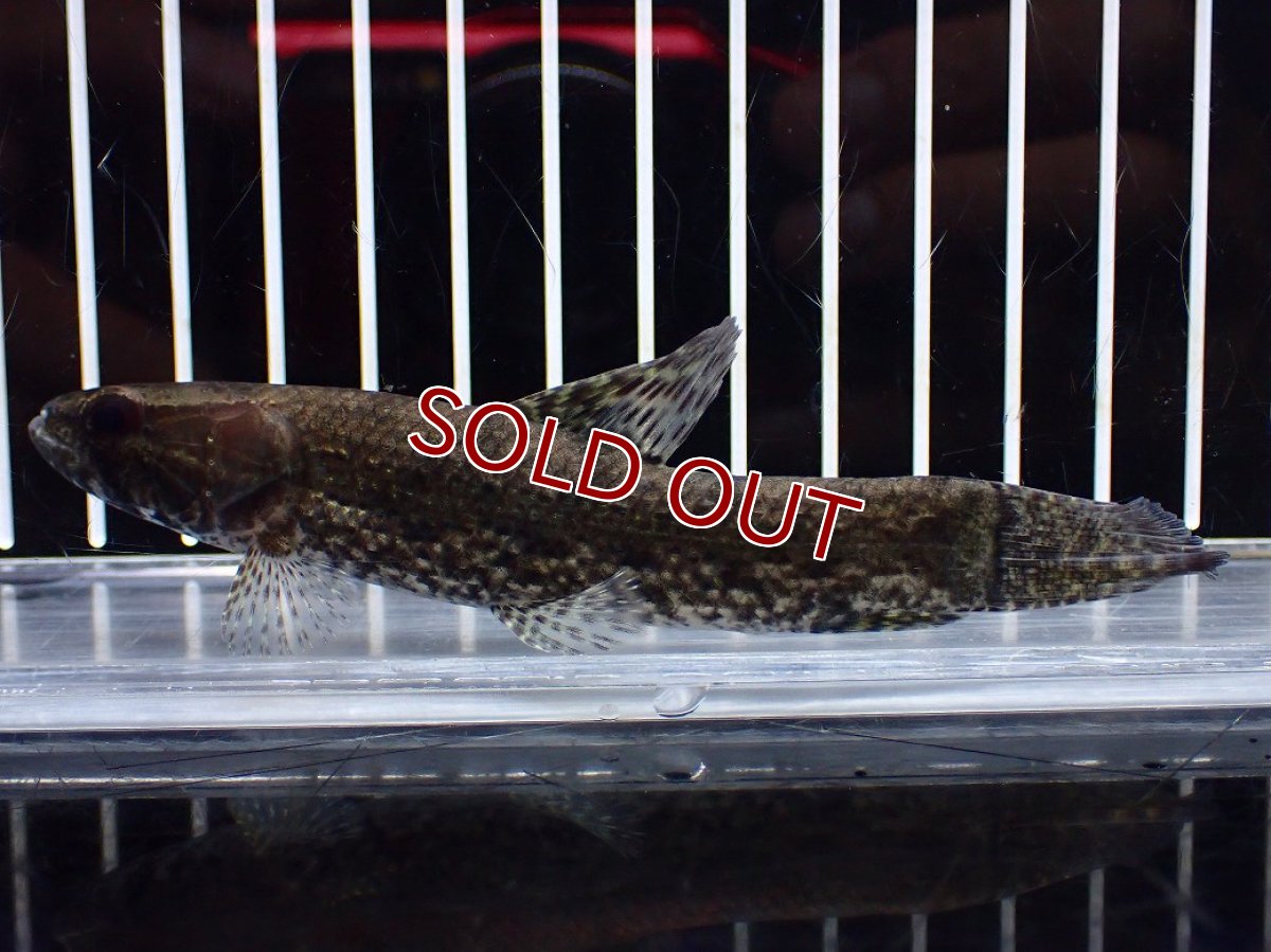 画像1: 【淡水魚】【通販】ホプリアス sp リオ プレト ダエバ ワイルド【個体販売】(±10cm)(大型魚)(生体)(熱帯魚)NKO (1)