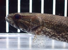 画像2: 【淡水魚】【通販】ホプリアス sp リオ プレト ダエバ ワイルド【個体販売】(±10cm)(大型魚)(生体)(熱帯魚)NKO (2)