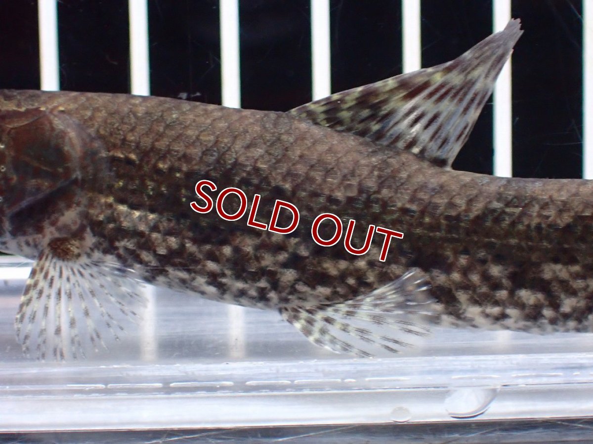 画像3: 【淡水魚】【通販】ホプリアス sp リオ プレト ダエバ ワイルド【個体販売】(±10cm)(大型魚)(生体)(熱帯魚)NKO (3)