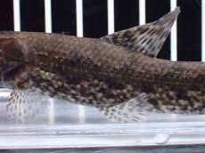 画像3: 【淡水魚】【通販】ホプリアス sp リオ プレト ダエバ ワイルド【個体販売】(±10cm)(大型魚)(生体)(熱帯魚)NKO (3)