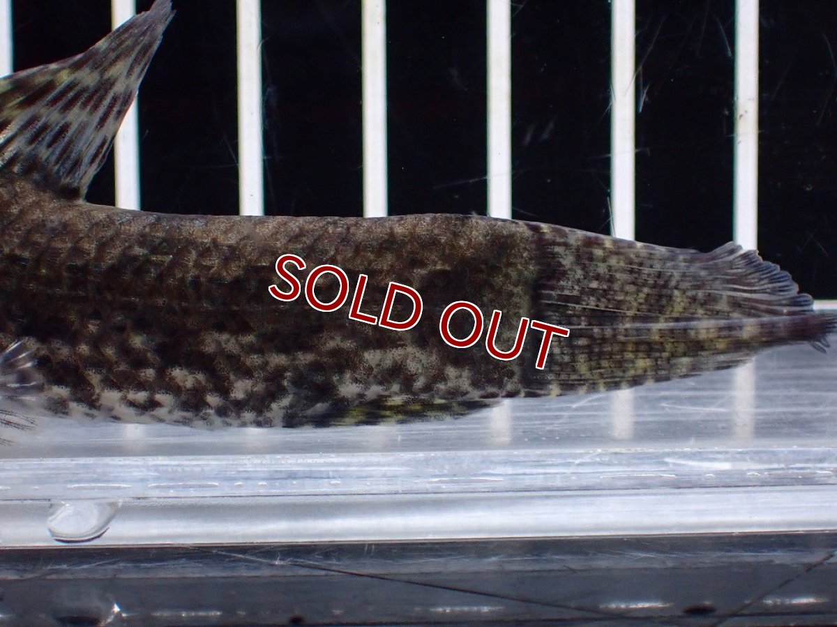 画像4: 【淡水魚】【通販】ホプリアス sp リオ プレト ダエバ ワイルド【個体販売】(±10cm)(大型魚)(生体)(熱帯魚)NKO (4)