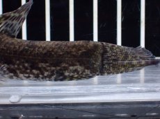 画像4: 【淡水魚】【通販】ホプリアス sp リオ プレト ダエバ ワイルド【個体販売】(±10cm)(大型魚)(生体)(熱帯魚)NKO (4)