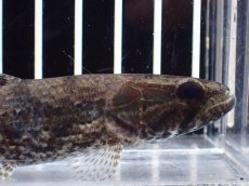 画像6: 【淡水魚】【通販】ホプリアス sp リオ プレト ダエバ ワイルド【個体販売】(±10cm)(大型魚)(生体)(熱帯魚)NKO (6)