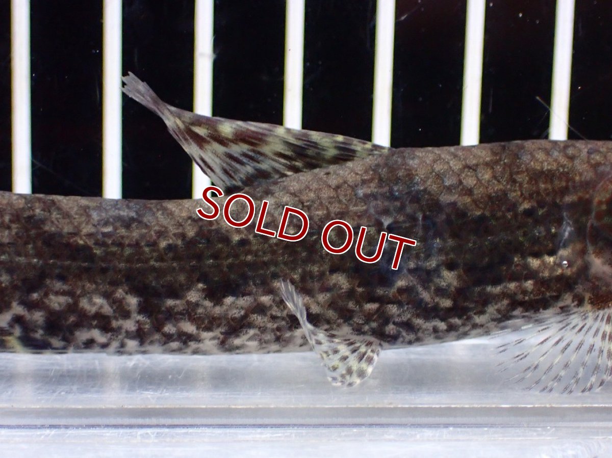 画像7: 【淡水魚】【通販】ホプリアス sp リオ プレト ダエバ ワイルド【個体販売】(±10cm)(大型魚)(生体)(熱帯魚)NKO (7)