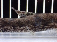 画像7: 【淡水魚】【通販】ホプリアス sp リオ プレト ダエバ ワイルド【個体販売】(±10cm)(大型魚)(生体)(熱帯魚)NKO (7)