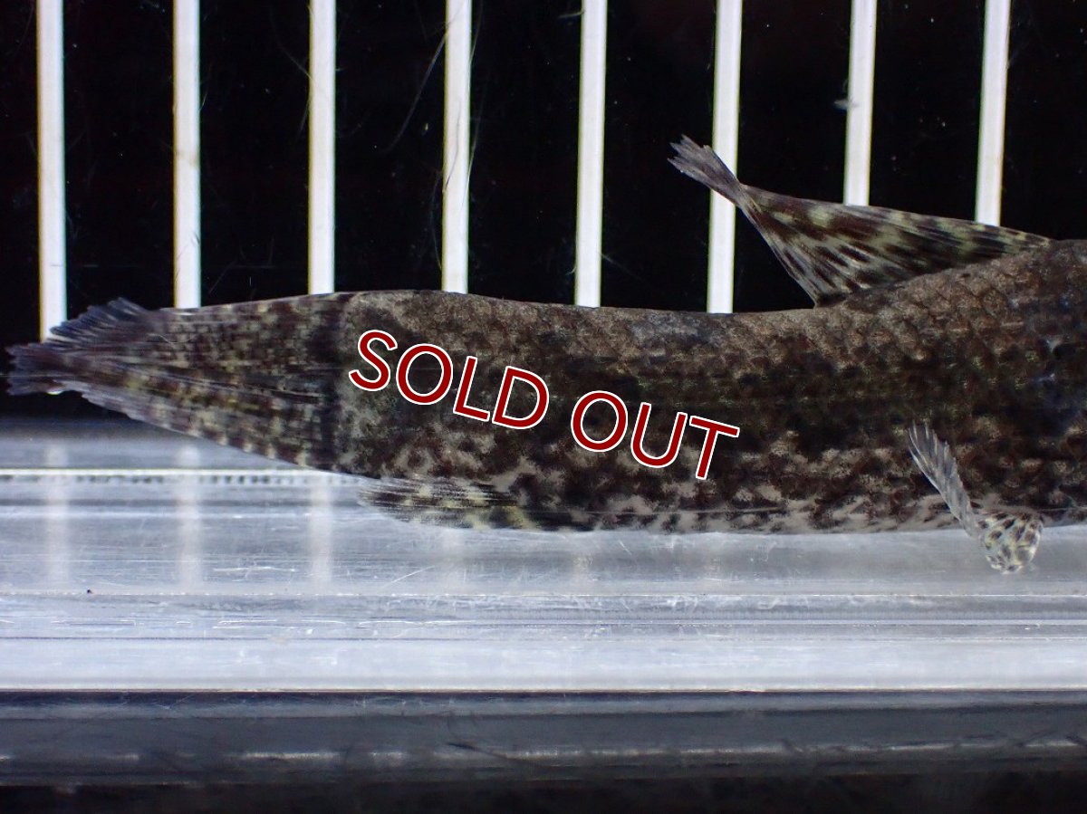 画像8: 【淡水魚】【通販】ホプリアス sp リオ プレト ダエバ ワイルド【個体販売】(±10cm)(大型魚)(生体)(熱帯魚)NKO (8)