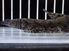 画像8: 【淡水魚】【通販】ホプリアス sp リオ プレト ダエバ ワイルド【個体販売】(±10cm)(大型魚)(生体)(熱帯魚)NKO (8)