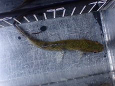 画像9: 【淡水魚】【通販】ホプリアス sp リオ プレト ダエバ ワイルド【個体販売】(±10cm)(大型魚)(生体)(熱帯魚)NKO (9)