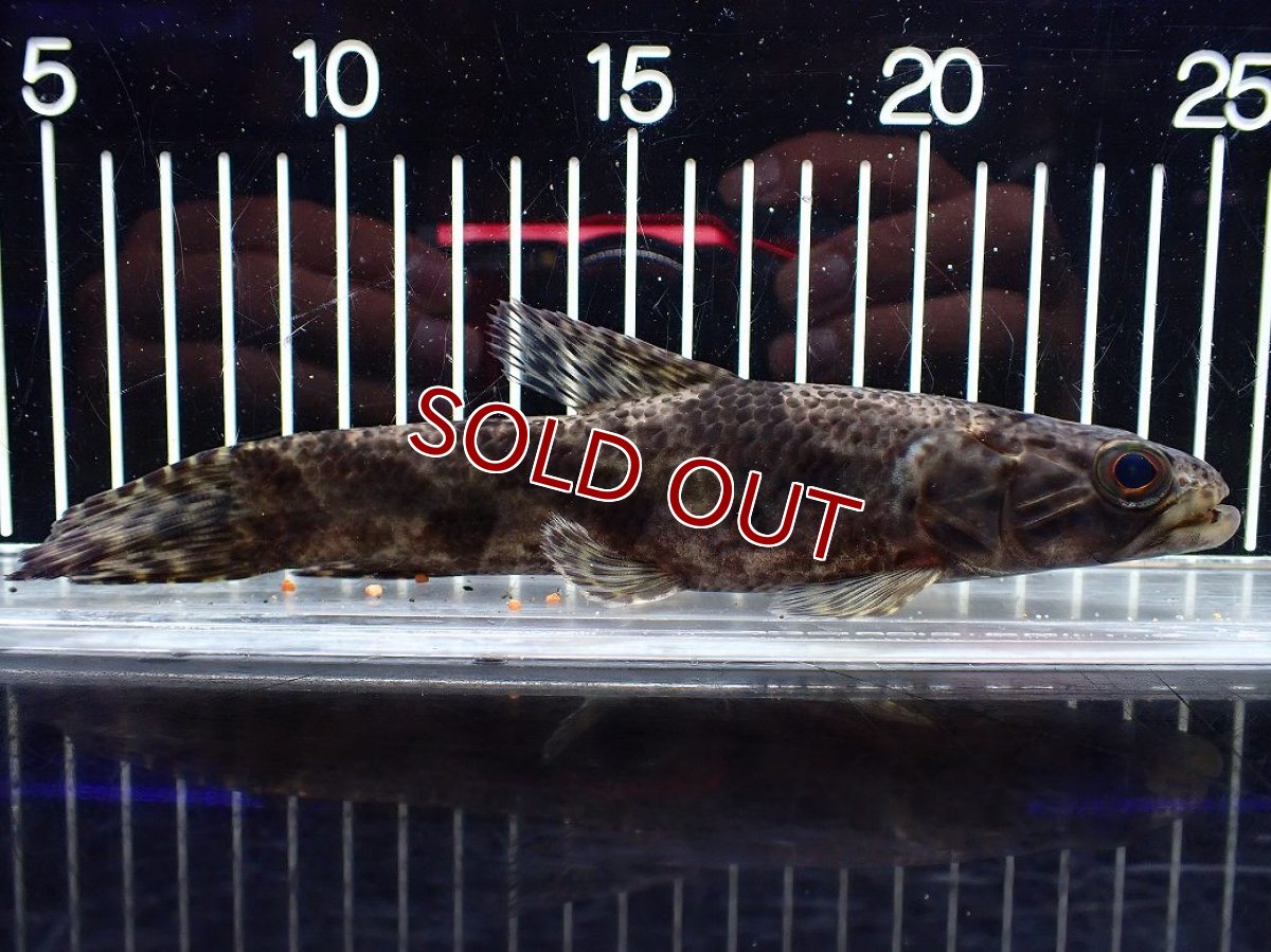 画像1: 【淡水魚】【通販】大特価 人工飼料OK リアルタライロン コロンビア産 ワイルド【個体販売】(±19cm)(大型魚)(生体)(熱帯魚)NKO (1)