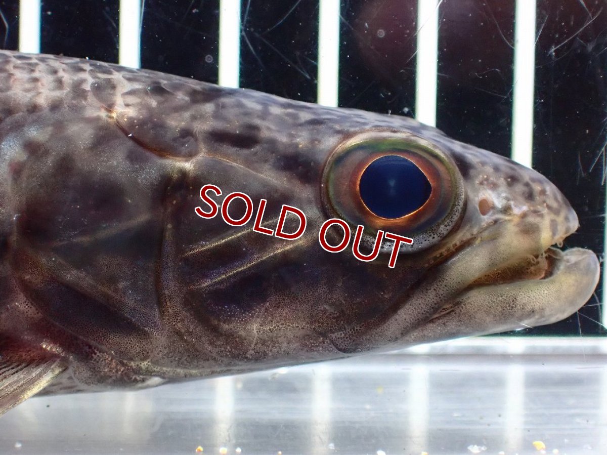 画像2: 【淡水魚】【通販】大特価 人工飼料OK リアルタライロン コロンビア産 ワイルド【個体販売】(±19cm)(大型魚)(生体)(熱帯魚)NKO (2)