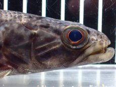 画像2: 【淡水魚】【通販】大特価 人工飼料OK リアルタライロン コロンビア産 ワイルド【個体販売】(±19cm)(大型魚)(生体)(熱帯魚)NKO (2)