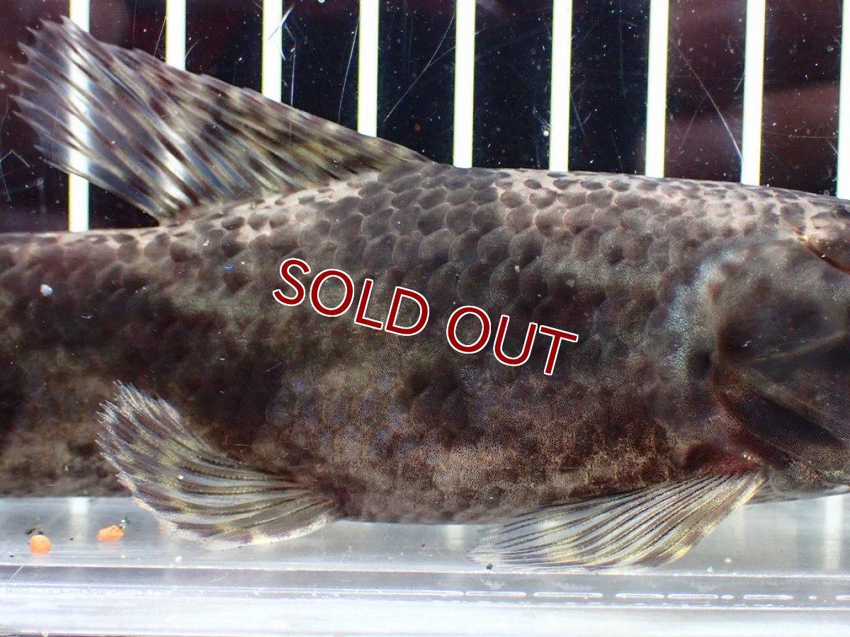 画像3: 【淡水魚】【通販】大特価 人工飼料OK リアルタライロン コロンビア産 ワイルド【個体販売】(±19cm)(大型魚)(生体)(熱帯魚)NKO (3)