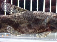 画像3: 【淡水魚】【通販】大特価 人工飼料OK リアルタライロン コロンビア産 ワイルド【個体販売】(±19cm)(大型魚)(生体)(熱帯魚)NKO (3)