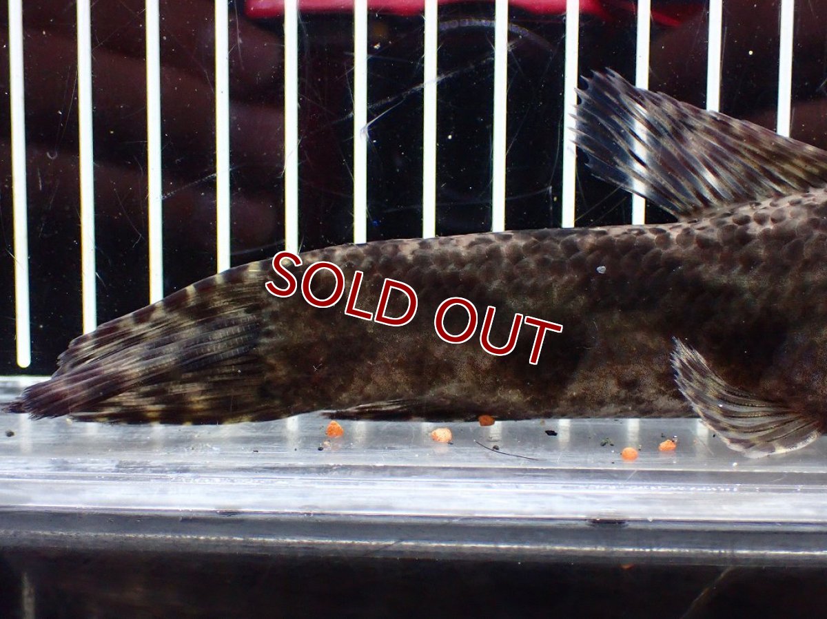 画像4: 【淡水魚】【通販】大特価 人工飼料OK リアルタライロン コロンビア産 ワイルド【個体販売】(±19cm)(大型魚)(生体)(熱帯魚)NKO (4)