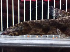 画像4: 【淡水魚】【通販】大特価 人工飼料OK リアルタライロン コロンビア産 ワイルド【個体販売】(±19cm)(大型魚)(生体)(熱帯魚)NKO (4)