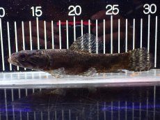 画像5: 【淡水魚】【通販】大特価 人工飼料OK リアルタライロン コロンビア産 ワイルド【個体販売】(±19cm)(大型魚)(生体)(熱帯魚)NKO (5)