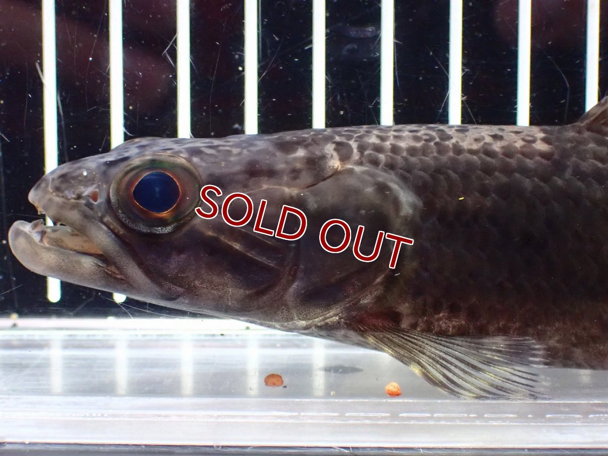 画像6: 【淡水魚】【通販】大特価 人工飼料OK リアルタライロン コロンビア産 ワイルド【個体販売】(±19cm)(大型魚)(生体)(熱帯魚)NKO (6)