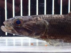 画像6: 【淡水魚】【通販】大特価 人工飼料OK リアルタライロン コロンビア産 ワイルド【個体販売】(±19cm)(大型魚)(生体)(熱帯魚)NKO (6)