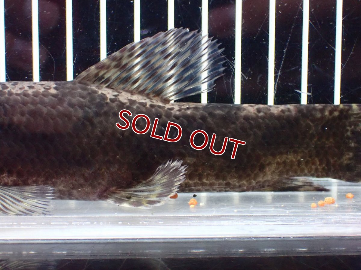 画像7: 【淡水魚】【通販】大特価 人工飼料OK リアルタライロン コロンビア産 ワイルド【個体販売】(±19cm)(大型魚)(生体)(熱帯魚)NKO (7)