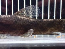 画像7: 【淡水魚】【通販】大特価 人工飼料OK リアルタライロン コロンビア産 ワイルド【個体販売】(±19cm)(大型魚)(生体)(熱帯魚)NKO (7)