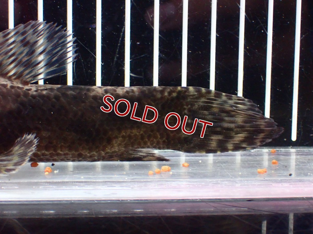 画像8: 【淡水魚】【通販】大特価 人工飼料OK リアルタライロン コロンビア産 ワイルド【個体販売】(±19cm)(大型魚)(生体)(熱帯魚)NKO (8)