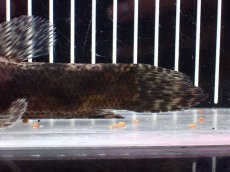 画像8: 【淡水魚】【通販】大特価 人工飼料OK リアルタライロン コロンビア産 ワイルド【個体販売】(±19cm)(大型魚)(生体)(熱帯魚)NKO (8)