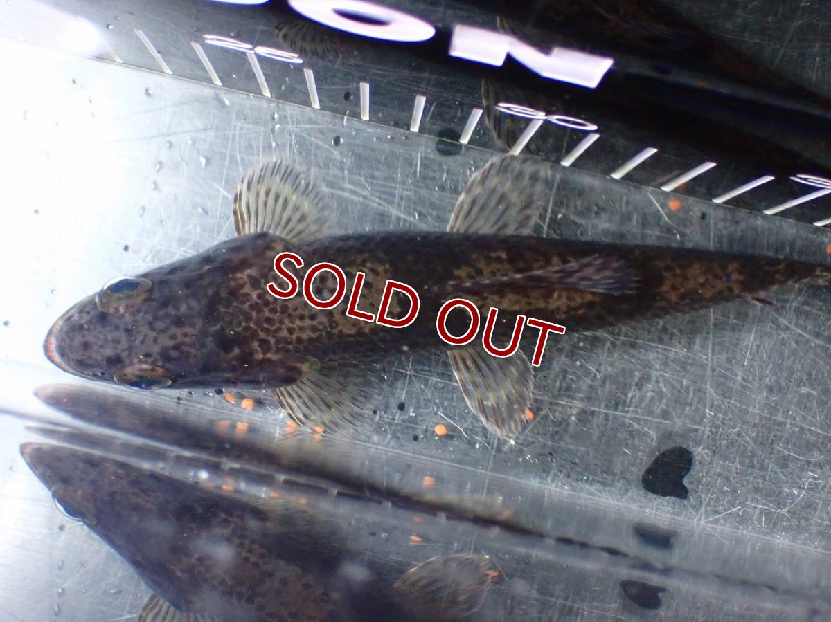 画像9: 【淡水魚】【通販】大特価 人工飼料OK リアルタライロン コロンビア産 ワイルド【個体販売】(±19cm)(大型魚)(生体)(熱帯魚)NKO (9)