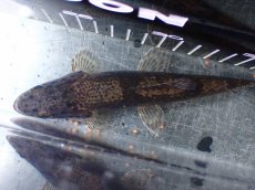 画像9: 【淡水魚】【通販】大特価 人工飼料OK リアルタライロン コロンビア産 ワイルド【個体販売】(±19cm)(大型魚)(生体)(熱帯魚)NKO (9)