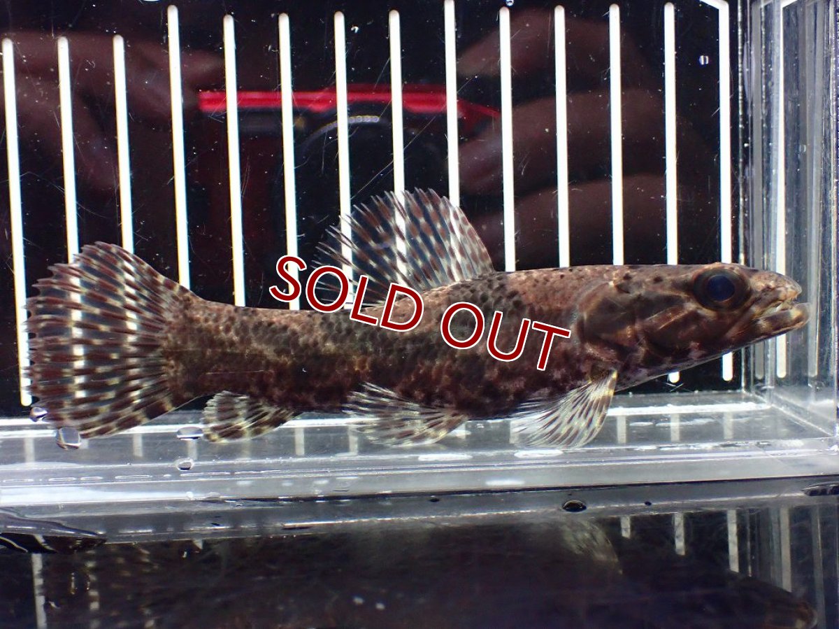 画像1: 【淡水魚】【通販】激レア産地 スリナム共和国 リアルタライロン ニッケリーリバー産 ワイルド【個体販売】(±12cm)(大型魚)(生体)(熱帯魚)NKO (1)