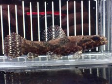 画像1: 【淡水魚】【通販】激レア産地 スリナム共和国 リアルタライロン ニッケリーリバー産 ワイルド【個体販売】(±12cm)(大型魚)(生体)(熱帯魚)NKO (1)