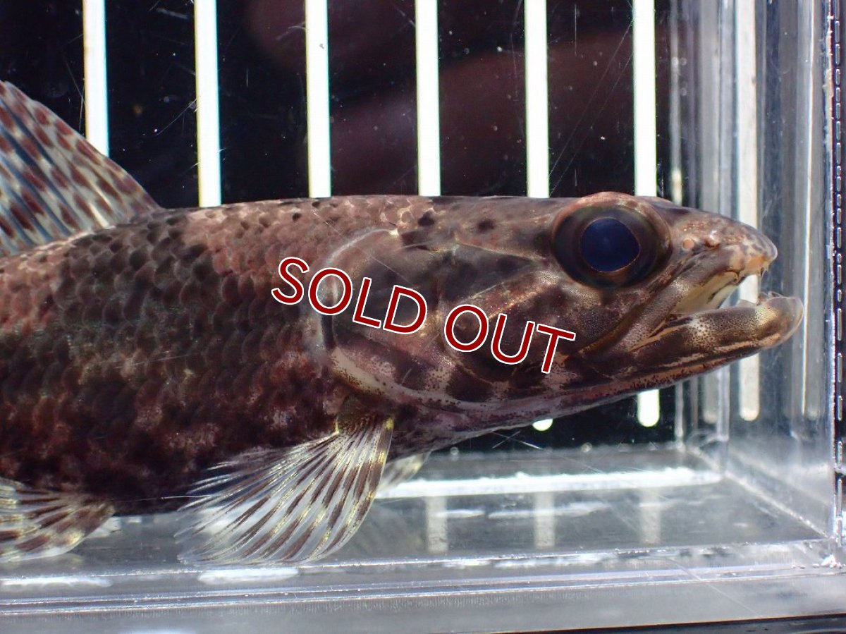 画像2: 【淡水魚】【通販】激レア産地 スリナム共和国 リアルタライロン ニッケリーリバー産 ワイルド【個体販売】(±12cm)(大型魚)(生体)(熱帯魚)NKO (2)