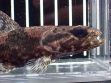 画像2: 【淡水魚】【通販】激レア産地 スリナム共和国 リアルタライロン ニッケリーリバー産 ワイルド【個体販売】(±12cm)(大型魚)(生体)(熱帯魚)NKO (2)