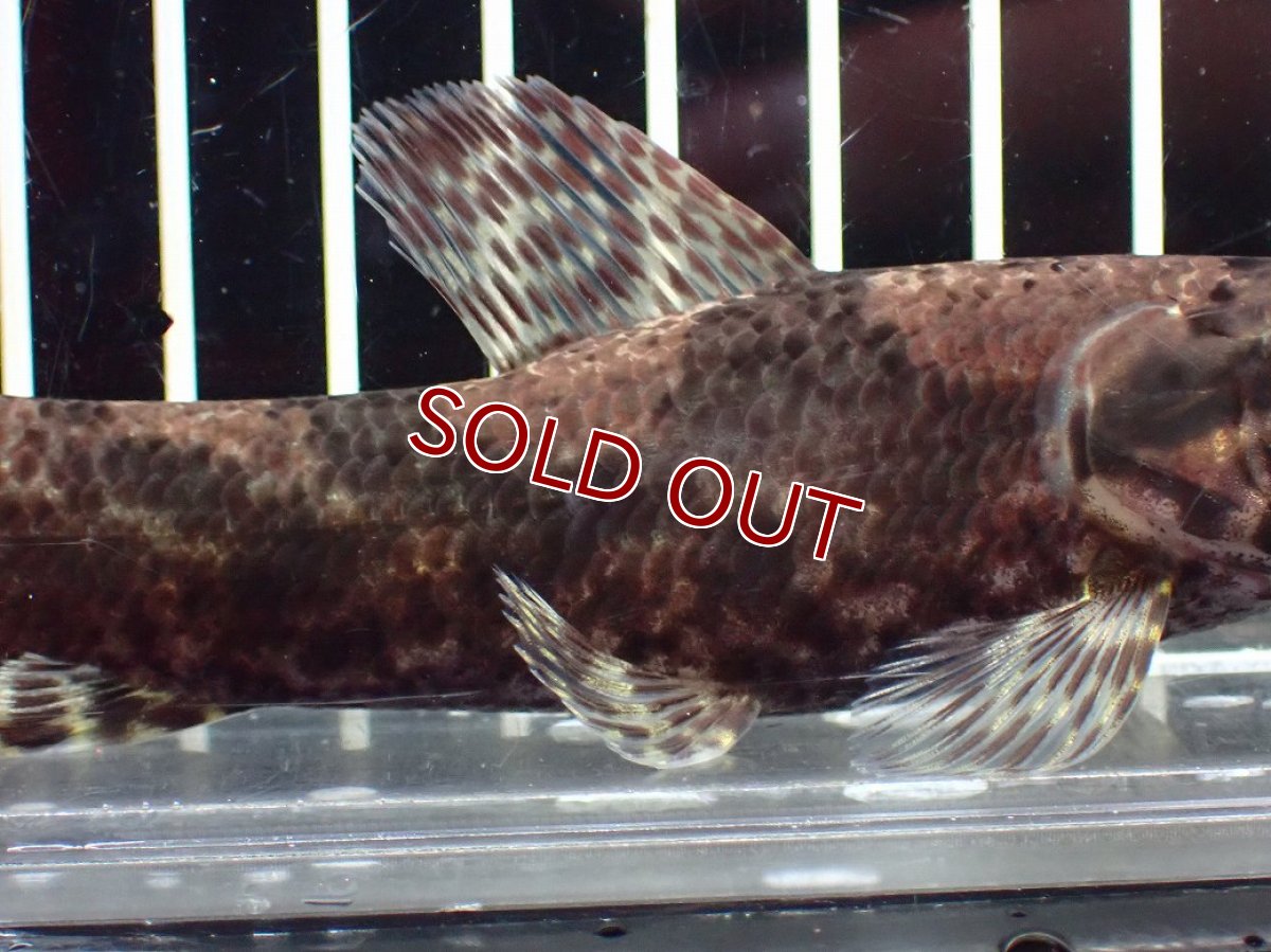 画像3: 【淡水魚】【通販】激レア産地 スリナム共和国 リアルタライロン ニッケリーリバー産 ワイルド【個体販売】(±12cm)(大型魚)(生体)(熱帯魚)NKO (3)