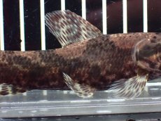 画像3: 【淡水魚】【通販】激レア産地 スリナム共和国 リアルタライロン ニッケリーリバー産 ワイルド【個体販売】(±12cm)(大型魚)(生体)(熱帯魚)NKO (3)