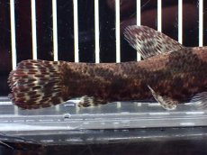 画像4: 【淡水魚】【通販】激レア産地 スリナム共和国 リアルタライロン ニッケリーリバー産 ワイルド【個体販売】(±12cm)(大型魚)(生体)(熱帯魚)NKO (4)