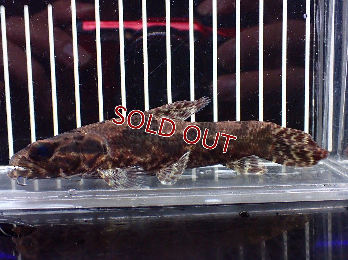 画像5: 【淡水魚】【通販】激レア産地 スリナム共和国 リアルタライロン ニッケリーリバー産 ワイルド【個体販売】(±12cm)(大型魚)(生体)(熱帯魚)NKO (5)