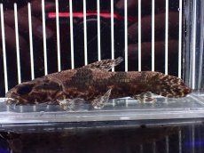 画像5: 【淡水魚】【通販】激レア産地 スリナム共和国 リアルタライロン ニッケリーリバー産 ワイルド【個体販売】(±12cm)(大型魚)(生体)(熱帯魚)NKO (5)