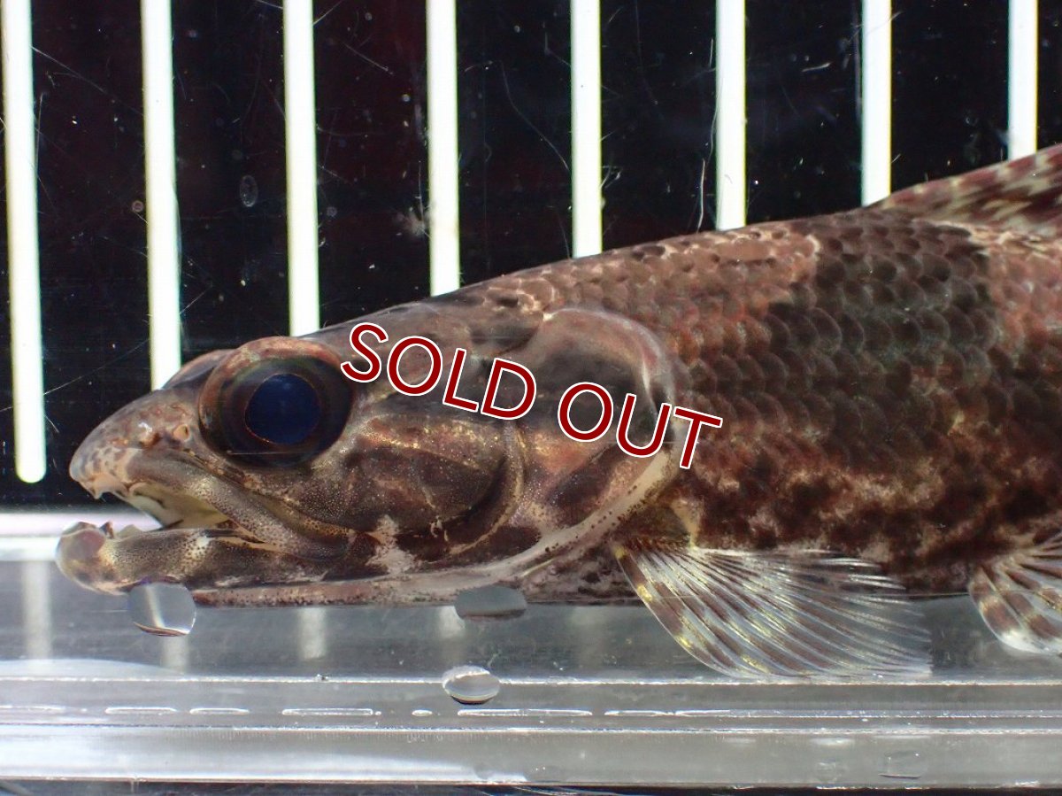 画像6: 【淡水魚】【通販】激レア産地 スリナム共和国 リアルタライロン ニッケリーリバー産 ワイルド【個体販売】(±12cm)(大型魚)(生体)(熱帯魚)NKO (6)