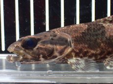 画像6: 【淡水魚】【通販】激レア産地 スリナム共和国 リアルタライロン ニッケリーリバー産 ワイルド【個体販売】(±12cm)(大型魚)(生体)(熱帯魚)NKO (6)