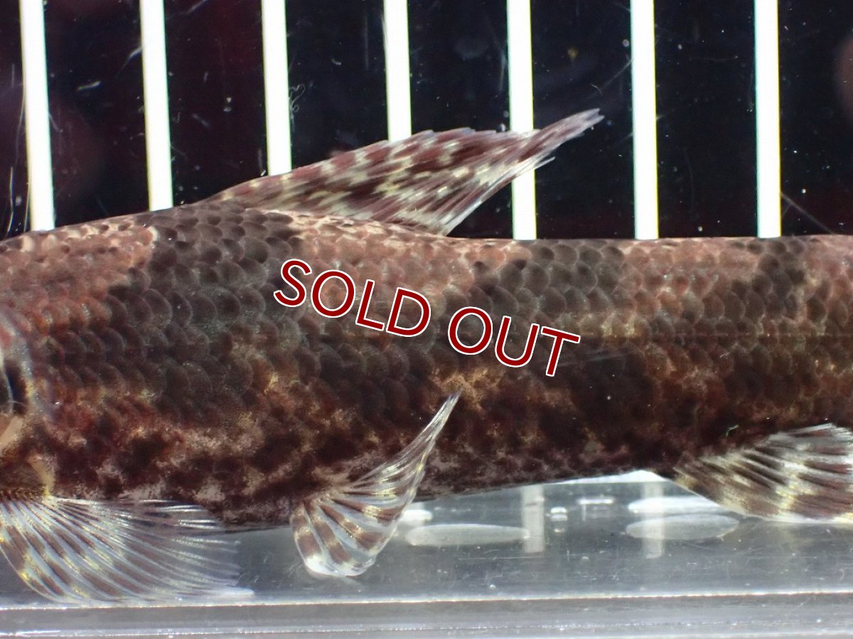 画像7: 【淡水魚】【通販】激レア産地 スリナム共和国 リアルタライロン ニッケリーリバー産 ワイルド【個体販売】(±12cm)(大型魚)(生体)(熱帯魚)NKO (7)