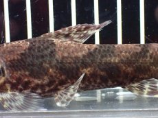 画像7: 【淡水魚】【通販】激レア産地 スリナム共和国 リアルタライロン ニッケリーリバー産 ワイルド【個体販売】(±12cm)(大型魚)(生体)(熱帯魚)NKO (7)