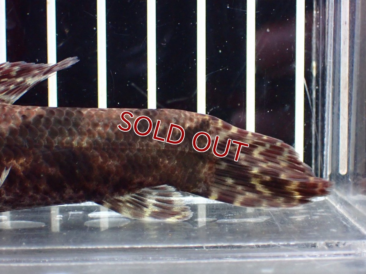 画像8: 【淡水魚】【通販】激レア産地 スリナム共和国 リアルタライロン ニッケリーリバー産 ワイルド【個体販売】(±12cm)(大型魚)(生体)(熱帯魚)NKO (8)