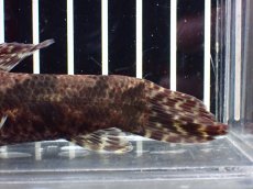 画像8: 【淡水魚】【通販】激レア産地 スリナム共和国 リアルタライロン ニッケリーリバー産 ワイルド【個体販売】(±12cm)(大型魚)(生体)(熱帯魚)NKO (8)