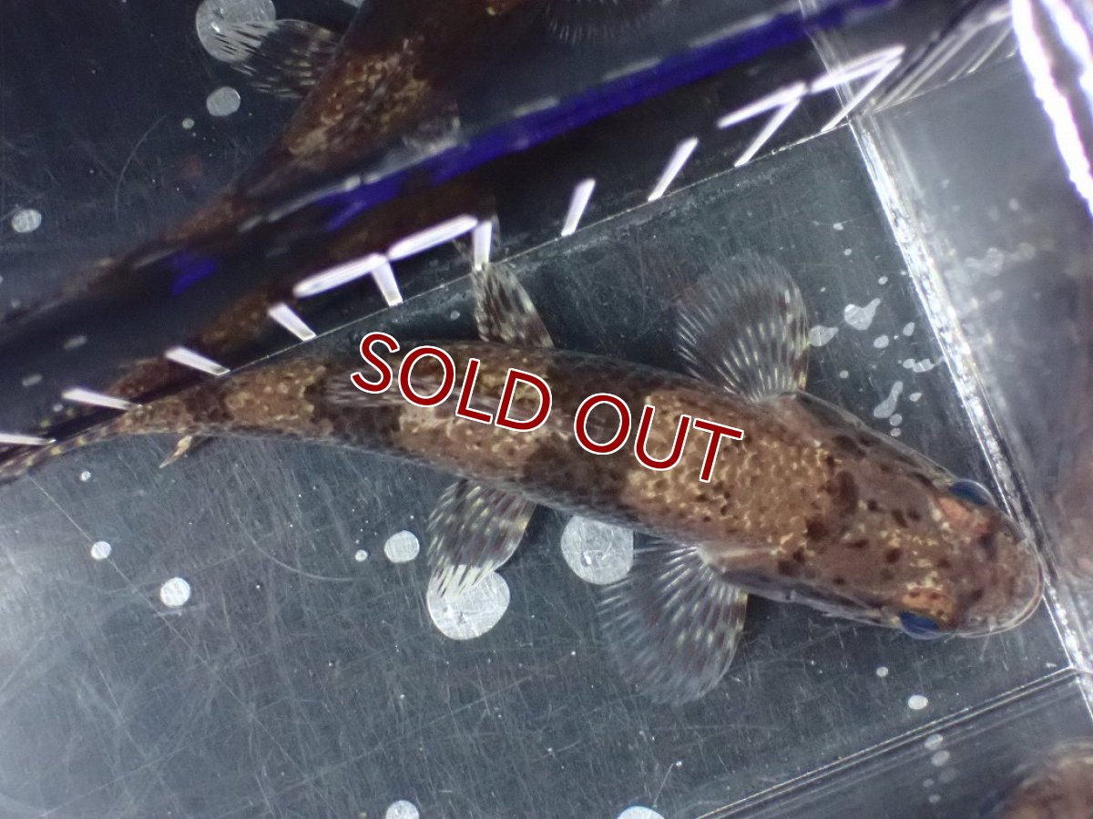 画像9: 【淡水魚】【通販】激レア産地 スリナム共和国 リアルタライロン ニッケリーリバー産 ワイルド【個体販売】(±12cm)(大型魚)(生体)(熱帯魚)NKO (9)