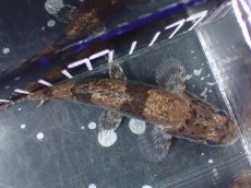 画像9: 【淡水魚】【通販】激レア産地 スリナム共和国 リアルタライロン ニッケリーリバー産 ワイルド【個体販売】(±12cm)(大型魚)(生体)(熱帯魚)NKO (9)