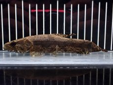 画像1: 【淡水魚】【通販】ホプリアス sp タパジョス産 ワイルド【1匹 サンプル画像】(±15cm)(大型魚)(生体)(熱帯魚)NKO (1)