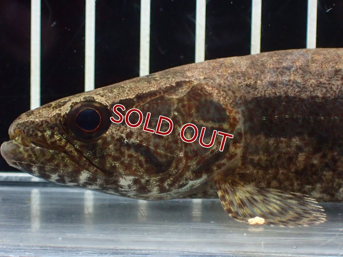 画像2: 【淡水魚】【通販】ホプリアス sp タパジョス産 ワイルド【1匹 サンプル画像】(±15cm)(大型魚)(生体)(熱帯魚)NKO (2)