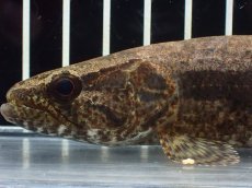 画像2: 【淡水魚】【通販】ホプリアス sp タパジョス産 ワイルド【1匹 サンプル画像】(±15cm)(大型魚)(生体)(熱帯魚)NKO (2)